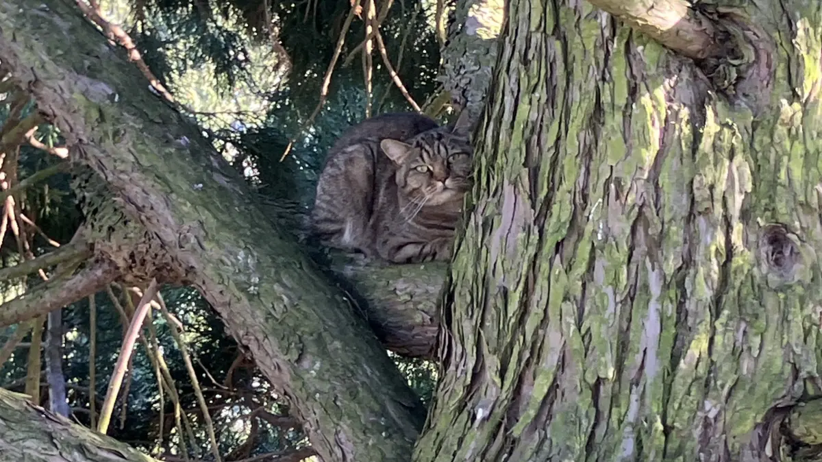 Katze sitzt in Poppenweiler auf einem Baum fest