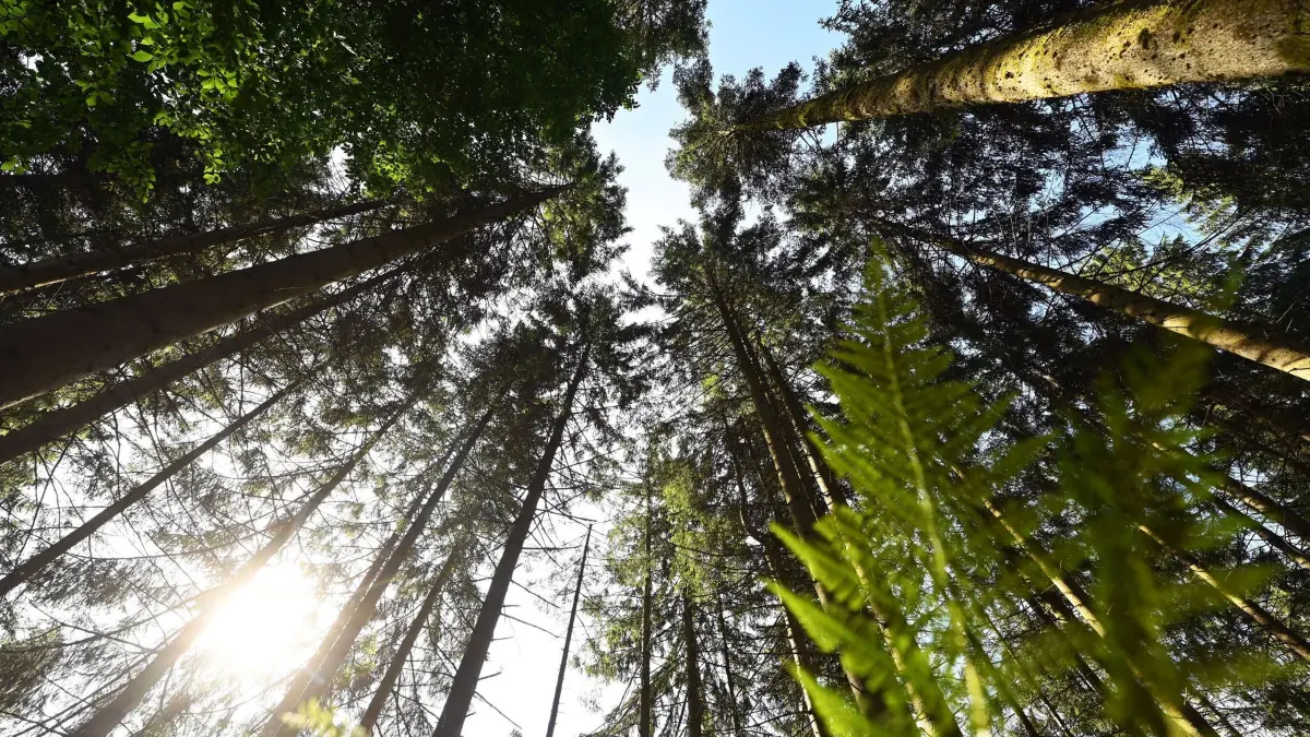 Nationalpark Schwarzwald: ARCHIV - 17.07.2023, Baden-Württemberg, Seebach: Durch Bäume im Nationalpark Schwarzwald scheint die Sonne. (zu dpa: ««Coolcation»-Trend: Schwarzwald lockt mehr Südeuropäer an») Foto: Uli Deck/dpa +++ dpa-Bildfunk +++