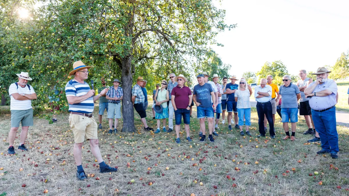 Vorernte-Rundgang: Herrenberg, Gülstein, Obst, Obstbäume, Streuobstwiese, Fachberatungsstelle für Obst- und Gartenbau, Äpfel, Apfel, Zwetschge, Manfred Nuber