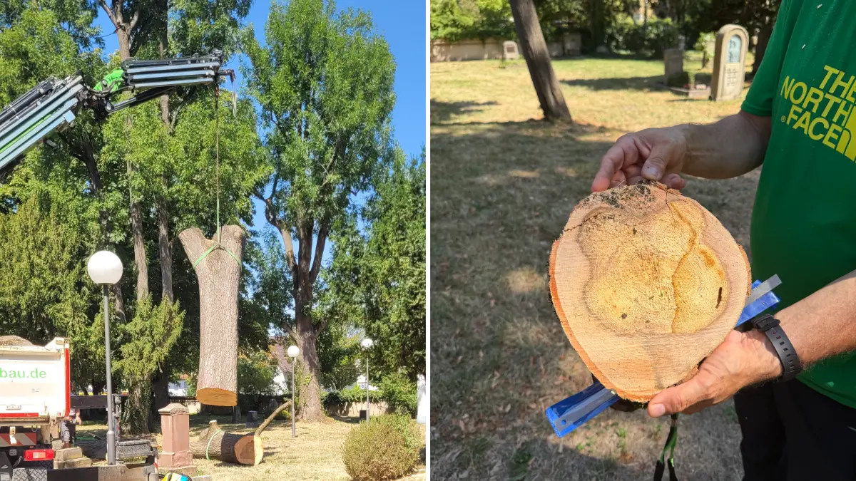 Eschen Alter Friedhof Fellbach Srammfäule