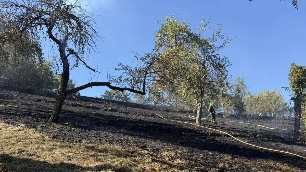 Die Feuerwehr schaut, dass alle Glutnester beseitigt werden. Brand im Weinberg auf dem Grafenber