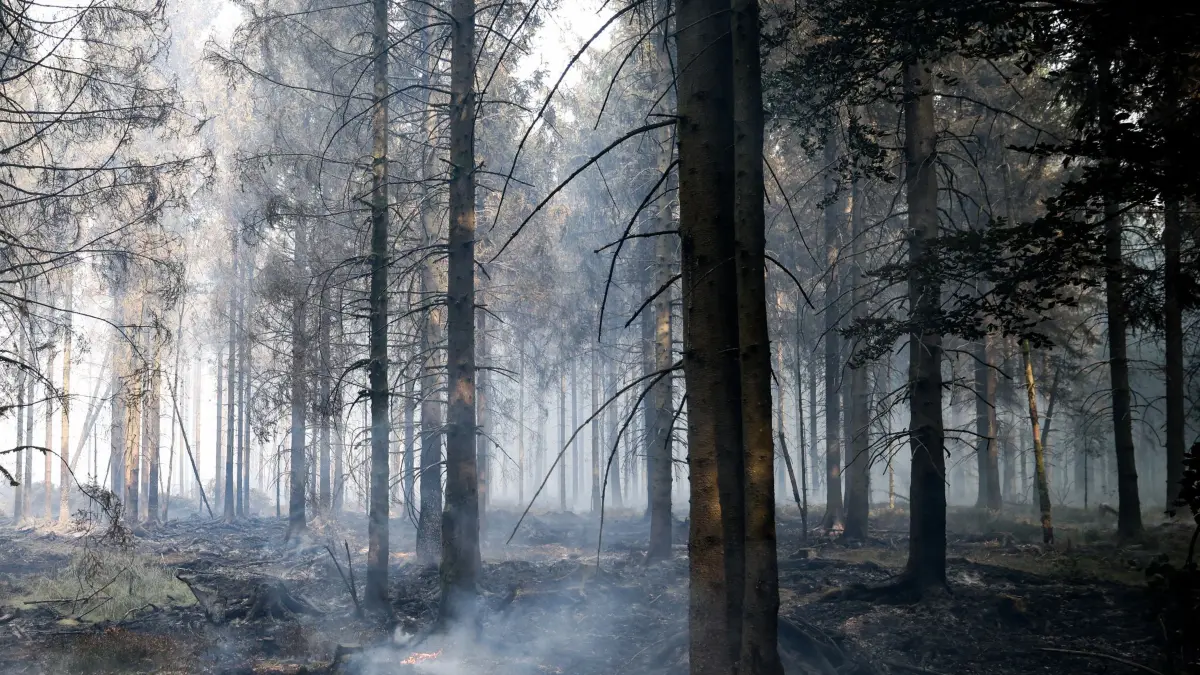 Waldbrand in Belgien: 16.08.2026, Belgien, Sourbrodt: Blick auf verbrannte Baumstämme und verbrannten Waldboden. Weite Teile des Hohen Venn in Grenznähe zu Deutschland sind den Flammen zum Opfer gefallen. Foto: Christoph Reichwein/dpa +++ dpa-Bildfunk +++