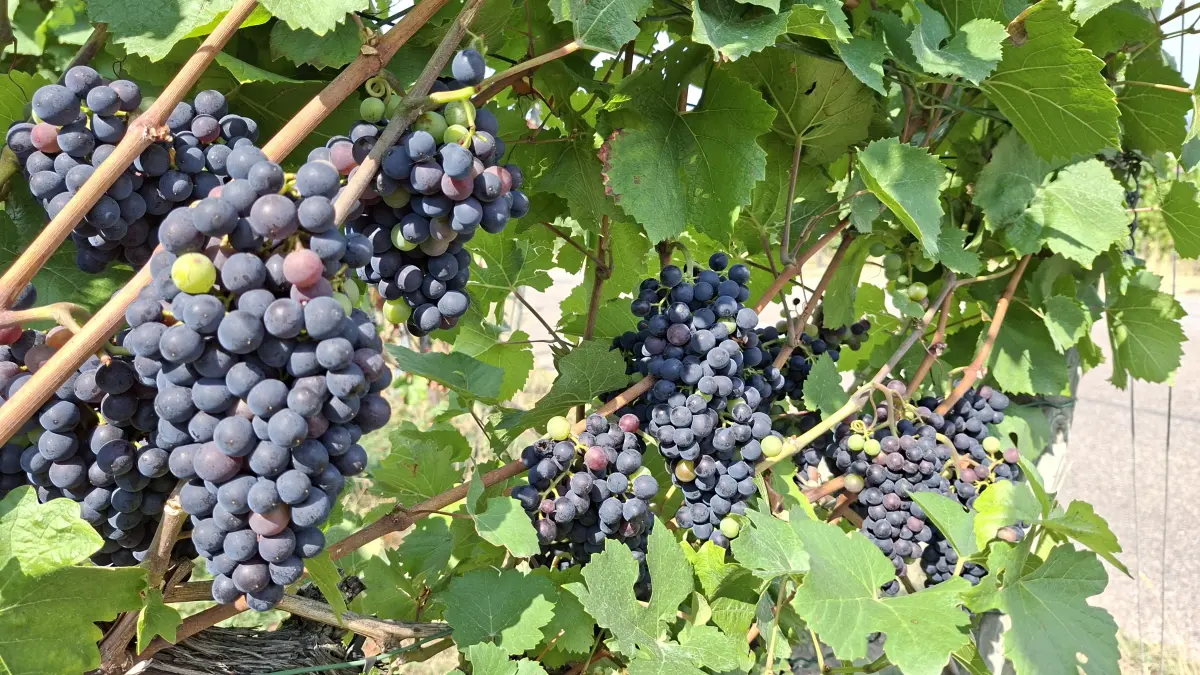 Aktuelle Lage der Weinbauern: Trauben auf dem Kappelberg