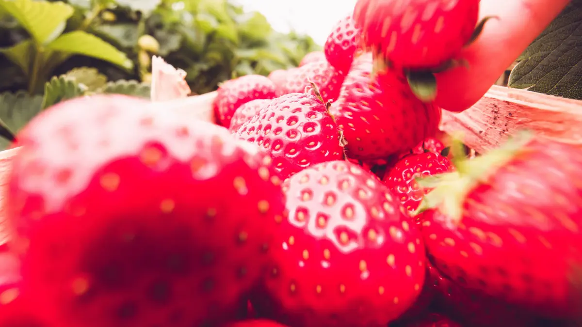 News Bilder des Tages Selbstpflücke auf einem Erdbeerfeld am Rande der Stadt Dresden. Frisch gepflückte Erbeeren liegen in einem geflochtenen Holzkorb. *** Self-picking in a strawberry field on the outskirts of Dresden Freshly picked strawberries lie in a woven wooden basket