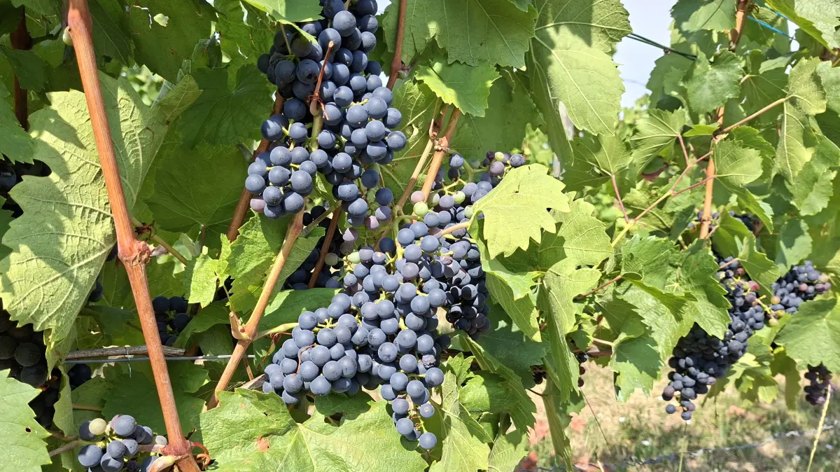 Aktuelle Lage im Weinberg: Trauben und Beeren auf dem Kappelberg Fellbach.