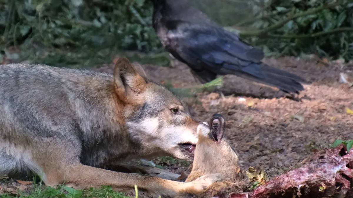 Wolf-Europaeischer Grauwolf in Deutschland in Aktion. Wolf-Grauwolf *** Wolf: European Gray Wolf in Action in Germany Wolf: Gray Wolf