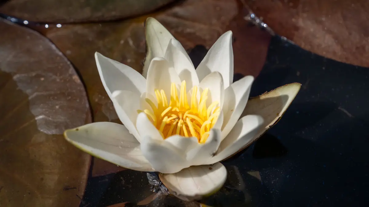 Die Blüte der Glänzenden Seerose duftet nach Aprikose. Zwei Jahre lang wurde sie in der Wilhelma gepflegt, bevor sie nun wieder in die freie Natur gesetzt wurde.