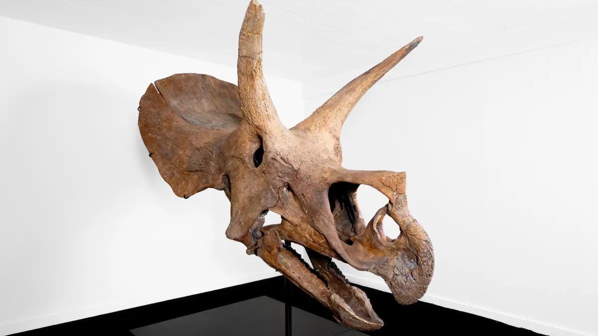Der mächtige Triceratops-Originalschädel „Atlas“ ist neues Exponat im Urweltsteinbruch Holzmaden.