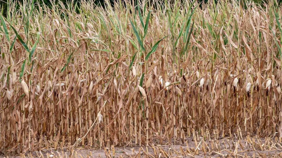 Trockenheit in Rheinland-Pfalz: ARCHIV - 17.08.2022, Rheinland-Pfalz, Wittlich: Vertrockneter Mais steht auf einem Feld. Die anhaltende Trockenheit macht den Feldfrüchten schwer zu schaffen. (zu dpa: «Grüne: Dürre bedroht Landwirtschaft - Task Force gefordert») Foto: Harald Tittel/dpa +++ dpa-Bildfunk +++