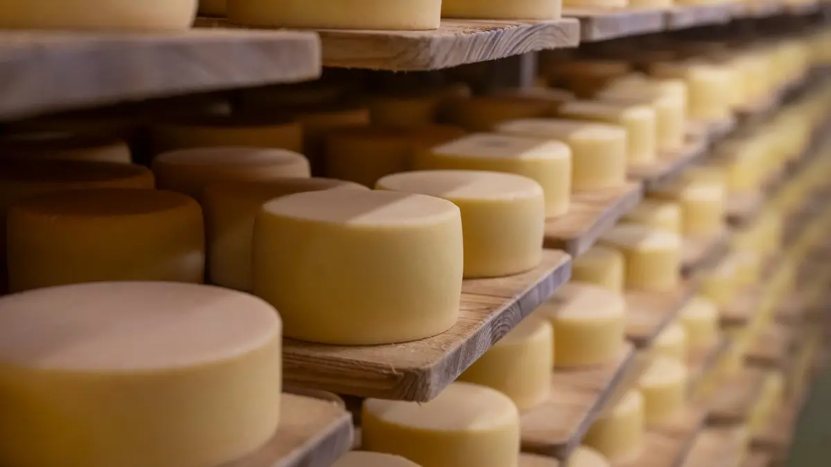 Schweiz - Käseherstellung: 19.08.2026, Schweiz, Urnerboden: Alpkäse aus dieser Saison wird im Käsekeller der Urnerboden-Alpkäseerei anlässlich der „Bodaefahrt“ auf dem Urnerboden auf 1.370 m Höhe zwischen dem Klausenpass und Glarus gelagert. Foto: Urs Flueeler/KEYSTONE/dpa +++ dpa-Bildfunk +++