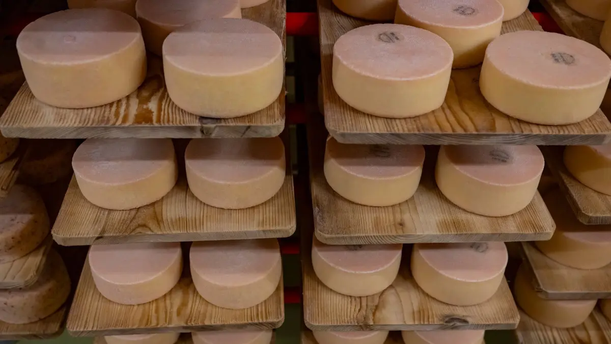 Schweiz - Käseherstellung: 19.08.2026, Schweiz, Urnerboden: Alpkäse aus dieser Saison wird im Käsekeller der Urnerboden-Alpkäserei gelagert, anlässlich der Bodaefahrt auf dem Urnerboden auf 1370 m Höhe zwischen dem Klausenpass und Glarus . Foto: Urs Flueeler/KEYSTONE/dpa +++ dpa-Bildfunk +++