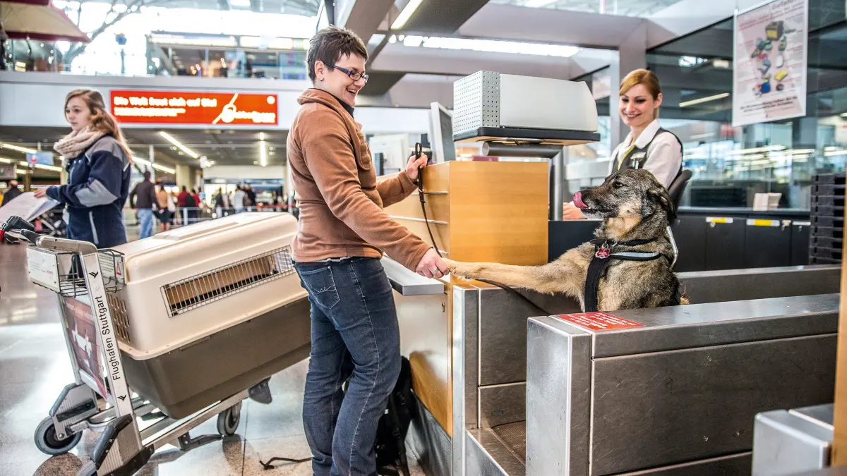 Fliegen mit Tieren