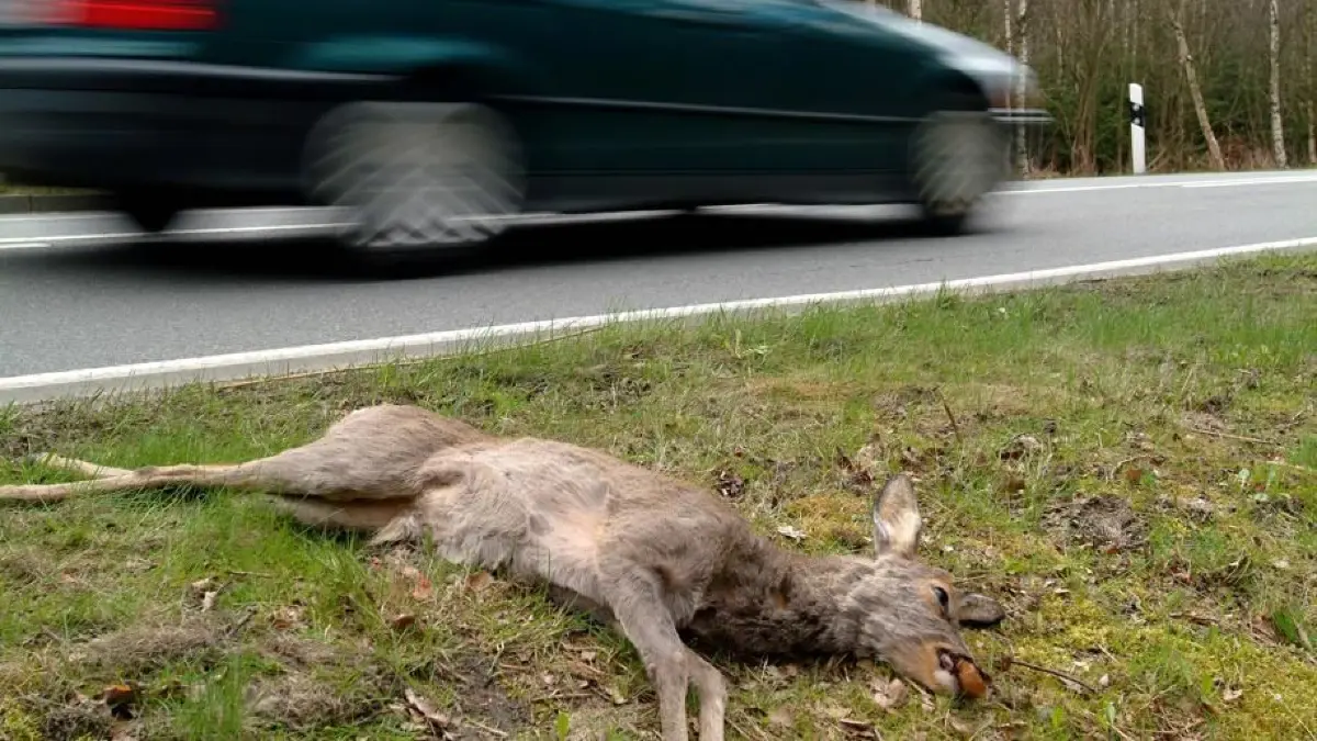 Die bei Unfällen auf Fellbacher oder Kernener Markung getöteten Rehe kommen demnächst in die neue Tierkörperverwahrstelle.