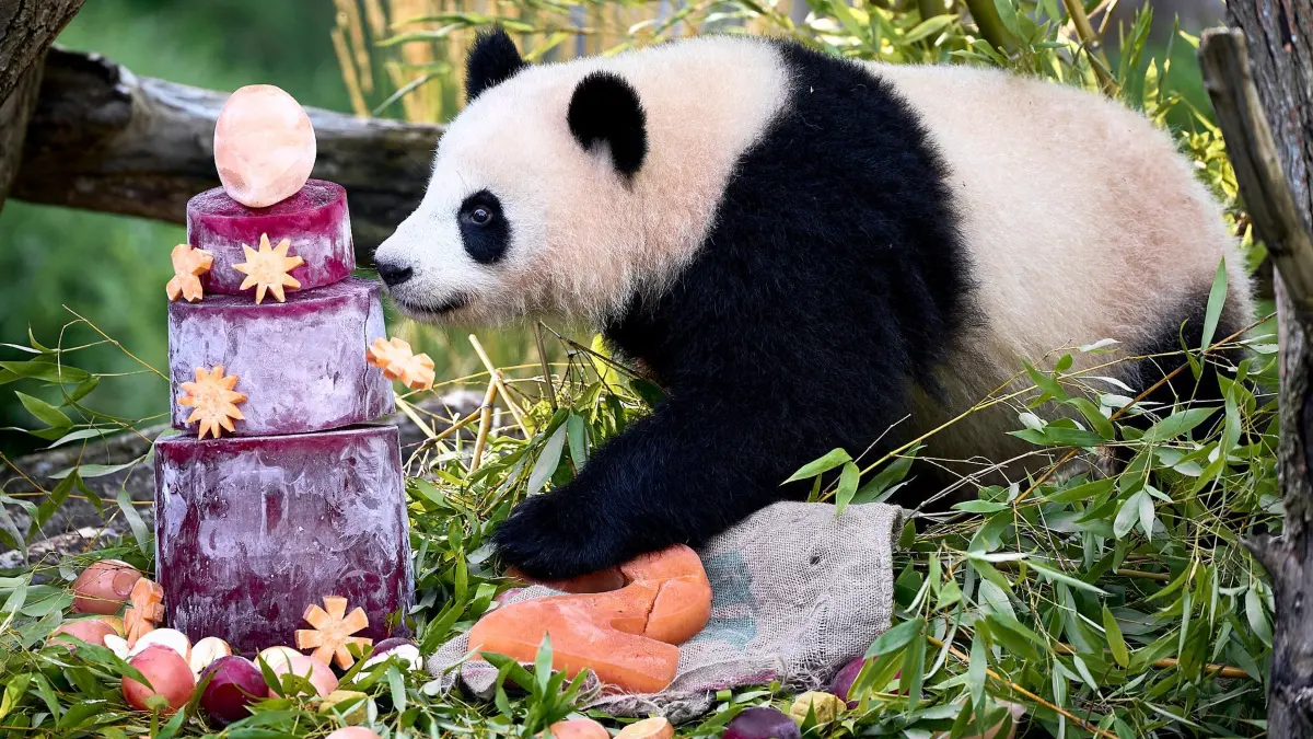 Panda-Zwillinge Leni und Lotti feiern zweiten Geburtstag: 21.08.2026, Berlin: Einer der Panda-Zwillinge schnüffelt an einer Eistorte. Die im Zoo Berlin geborenen Panda-Zwillinge Leni und Lotti feiern ihren zweiten Geburtstag. Foto: Michael Ukas/dpa +++ dpa-Bildfunk +++