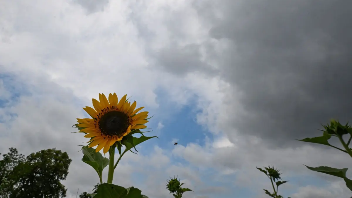 Wetter in Baden-Württemberg: ARCHIV - 01.07.2026, Baden-Württemberg, Esslingen: Sonnenblumen stehen auf einem Feld vor einem Wolkenhimmel. (zu dpa: «Wetterwechsel: So sonnig wird das Wochenende») Foto: Bernd Weißbrod/dpa +++ dpa-Bildfunk +++