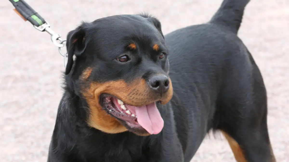 Erfurt - Rassehundeausstellung 16.06.2018 , Erfurt, Messehalle, 16. Internationale und 11. Nationale Rassehunde-Ausstellung , 7. Internationaler Rassekatzen-Ausstellung und Reptilienausstellung im Bild: Rottweiler *** Erfurt Race Dog Show 16 06 2018 Erfurt Exhibition Hall 16 International and 11 National Dogs Exhibition 7 International Cat Breeds Exhibition and Reptile Exhibition in the picture Rottweiler