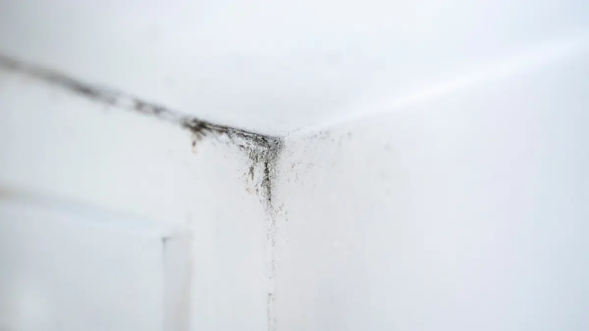 Schimmelsporen in der Ecke eines Küchenfensters: ILLUSTRATION - Wer Schimmelflecken an der Wand entdeckt, sollte erst die Ursache klären – dann kann man kleine, oberflächliche Stellen oft selbst behandeln. (zu dpa: «Putz, Tapeten, Fliesen: Wie Sie Schimmel selbst entfernen») Foto: Catherine Waibel/dpa-tmn - Honorarfrei nur für Bezieher des dpa-Themendienstes +++ dpa-Themendienst +++