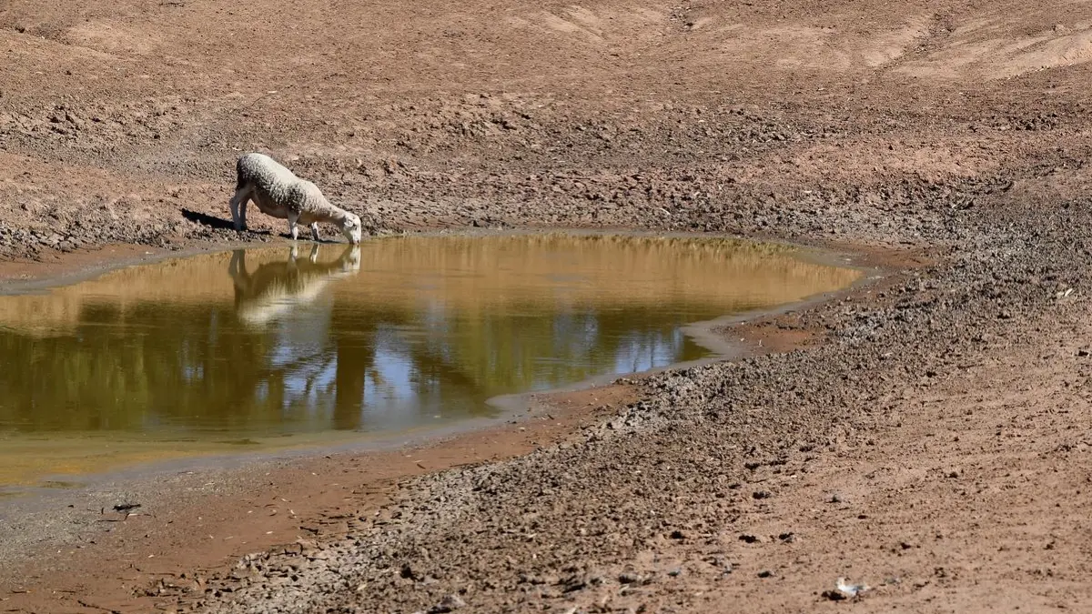 Ein Schaf trinkt aus einer Wasserstelle zwischen Pooncarie und Menindee in Australien.