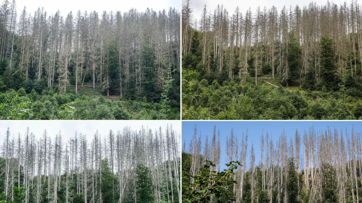 Zwischen abgestorbenen Fichten sind im Nationalpark Eifel junge Buchen zu sehen - im Jahr 2023 (oben links), 2024 (oben rechts), 2025 (unten links) und 2026 (unten rechts).