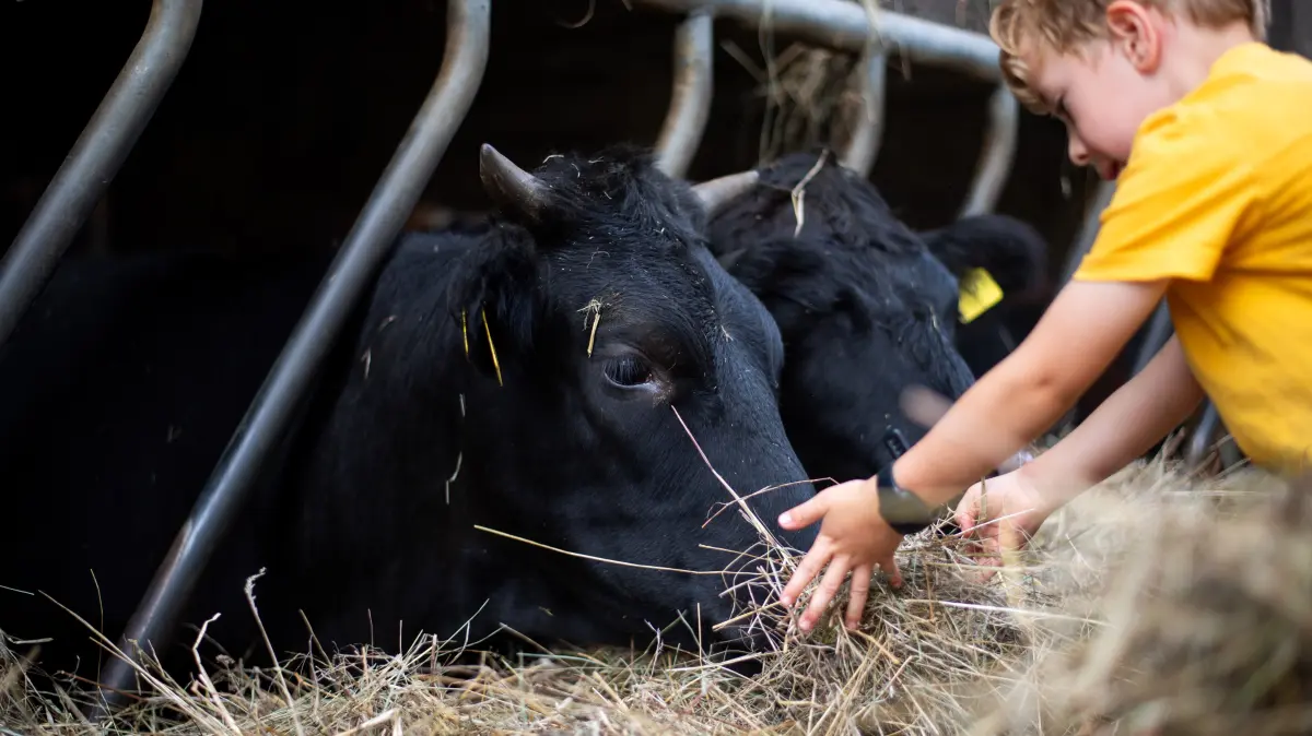 BBKZ, Gläserne Produktion auf dem Hofgut Kenntner-Scheible in Mauren: für Kinder Strohhüpfburg, Streichelzoo und Riesensandkasten, für die Größeren ein Aufsitzmäherparcours.
Foto: Eibner-Pressefoto/Michael Memmler