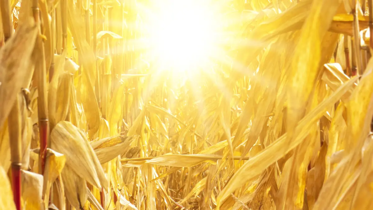 Große Hitze, Regenmangel und Wassernot führen zu Dürre und Trockenheit in der Landwirtschaft.
