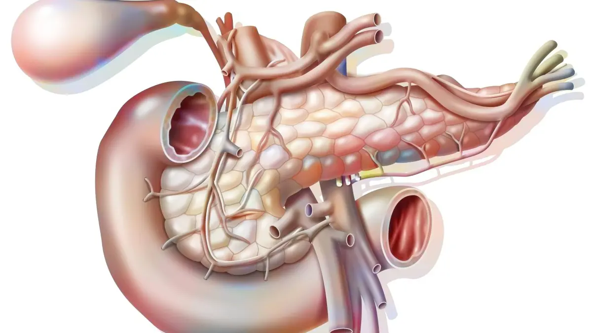 Vascularization of the pancreas in anterior view with vesicle and common bile duct. . JACOPINx/xBSIP 016242_269 941_rf_28_Bsip_016242_269
