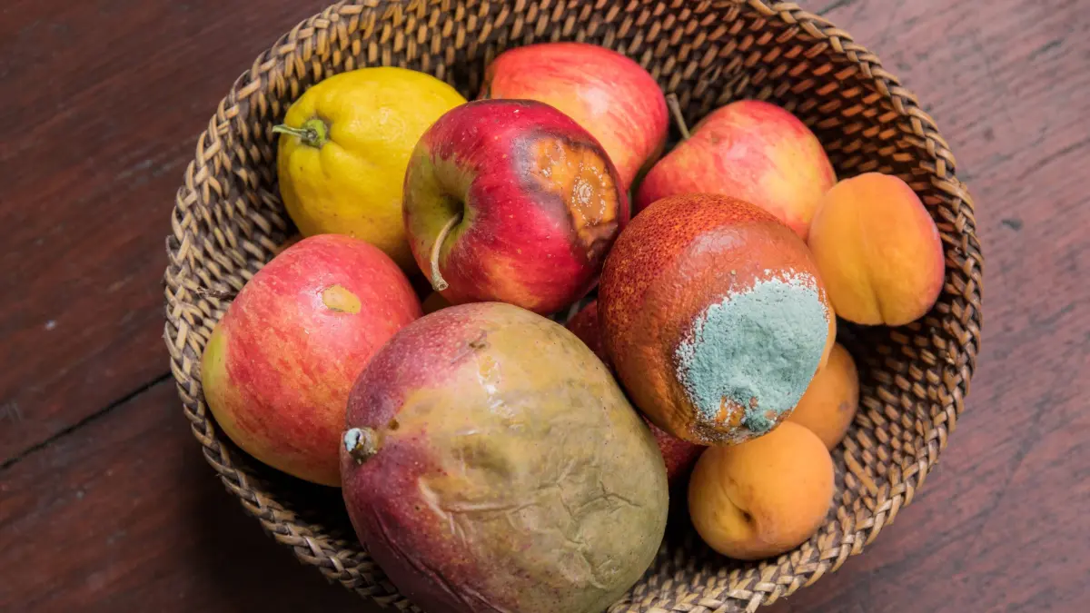 Obstkorb voller verdorbenen Obst: Von Schimmel ausgehende Gefahr hängt zum einen von der Wirkstoffkonzentration (von Stoffwechselprodukten, Zellbestandteilen bzw. Sporen) beim Kontakt mit betroffenen Personen oder Haustieren ab. Solchen relevanten Konzentrationen werden Menschen und Tiere vor allem ausgesetzt, wenn sie schimmelbefallene Nahrung aufnehmen (Gifte), sich in befallenen Räumen aufhalten (Sporen, Gifte) oder selbst befallen sind