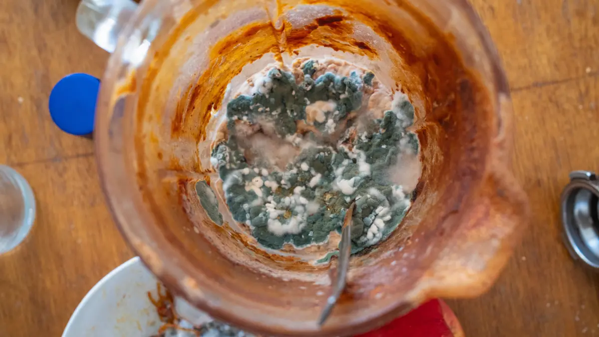 Verschimmelte Nudeln in Tomatensoße: Ein Schimmelpilz kann durch seine Zellbestandteile, seine Stoffwechselprodukte und seine Sporen Menschen und Haustieren schaden oder ihnen zumindest lästig sein.