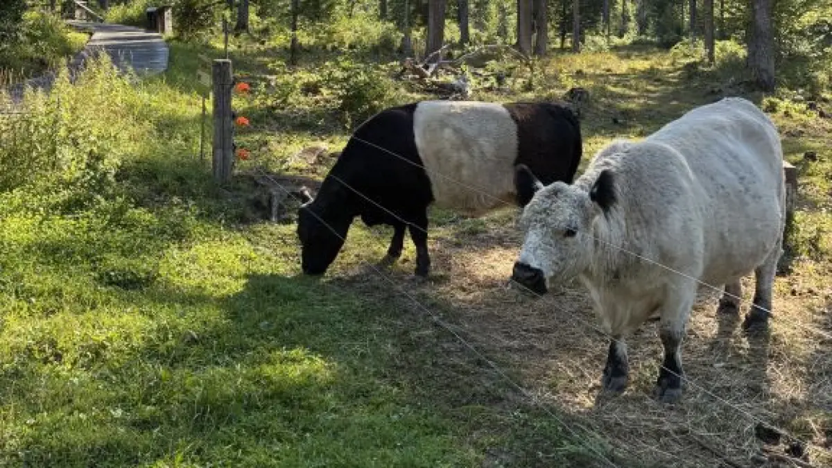 Kühe auf der Waldweide Herrenberg