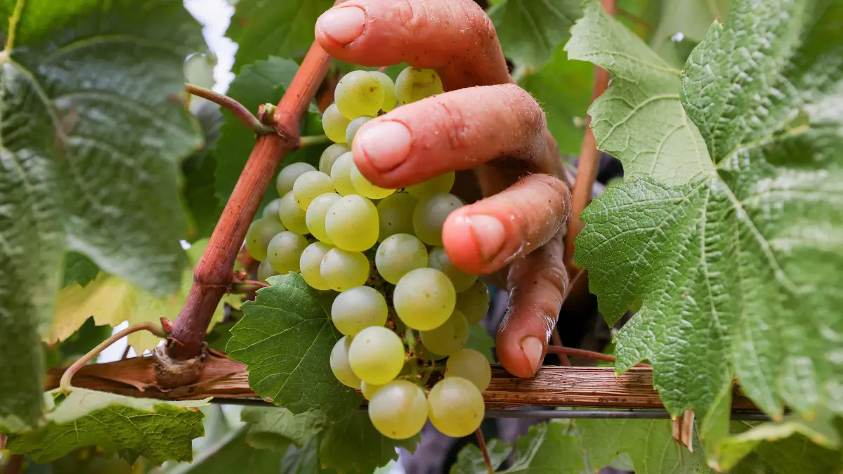 Ein guter Tropfen: Traubenlese und Keltern auf dem Weingut Alma Valley auf der Halbinsel Krim: RUSSIA, REPUBLIC OF CRIMEA - AUGUST 27, 2026: Harvesting grapes in Chardonnay vineyards owned by the Alma Valley winery. Maxim Churusov/TASS / action press