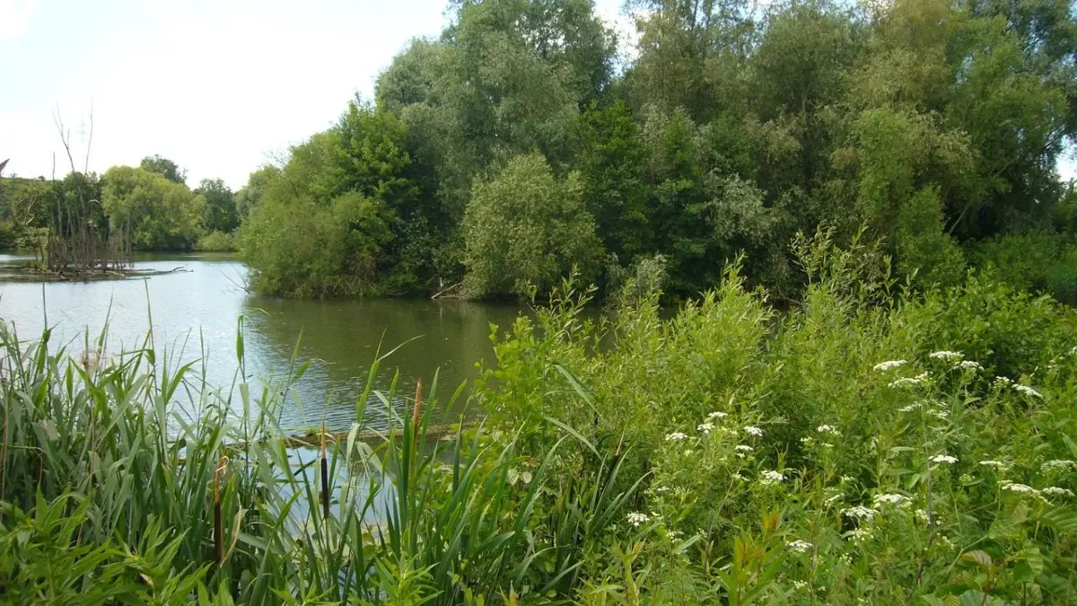 Der See im Pleidelsheimer Wiesental ist gefährdet. Nun soll er mit dem Neckar verbunden werden, um einen Wasseraustausch sicherzustellen.