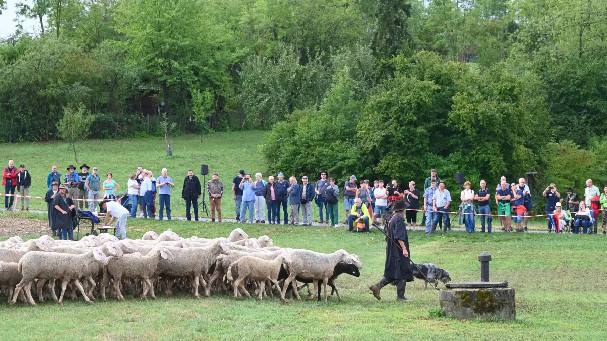 Markgröningen Leistungshüten SDchäferlauf