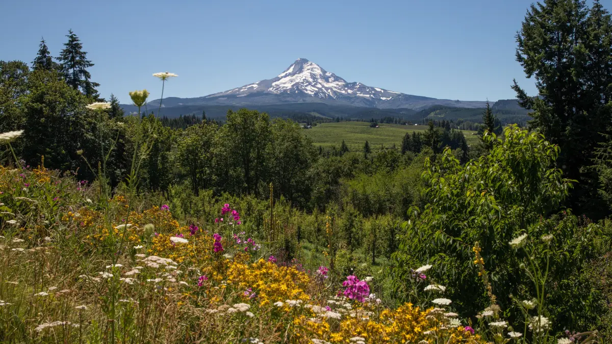 Der Mount Hood ist das majestätische Wahrzeichen Oregons und mit einer Höhe von 3425 Metern der höchste Berg des Bundesstaates.