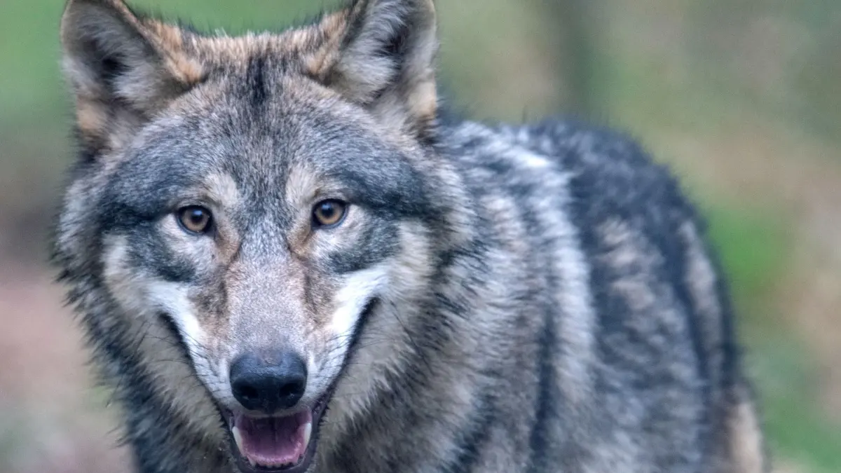 Wolf: ARCHIV - 06.02.2020, Hessen, Klein-Auheim: Ein Wolf läuft durch ein Freigehege in einem Wildpark. In Schleswig-Holstein sind bis Anfang August rund 136 Nutztiere - meist Schafe - durch bestätigte Wolfsrisse getötet und mehrere weitere verletzt worden. (zu dpa: «Rund 136 Nutztiere in diesem Jahr von Wölfen getötet») Foto: Boris Roessler/dpa +++ dpa-Bildfunk +++