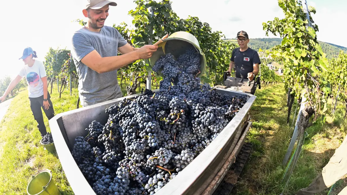 Weinlese in den Hanglagen von Esslingen, 2026 deutlich früher als sonst. Weingut Kusterer, Maximilian Kusterer