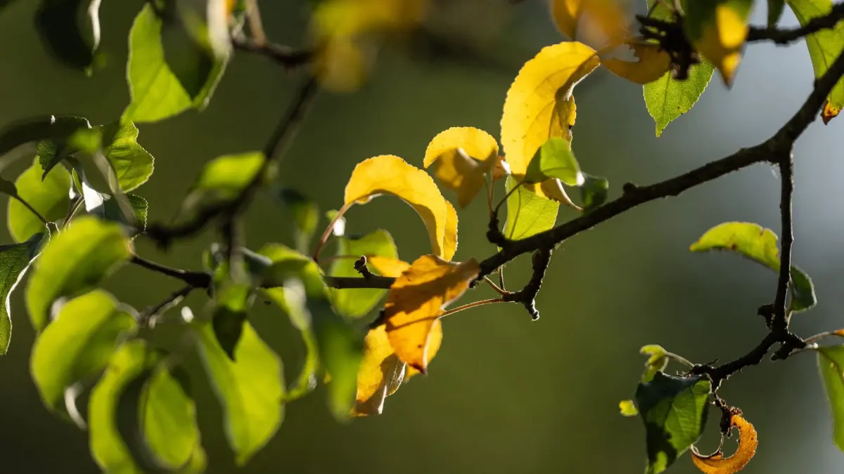 Meteorologischer Herbstanfang: 01.09.2026, Baden-Württemberg, Rottweil: Gelblich gefärbte Blätter hängen am Morgen an einem Obstbaum. Am 1. September ist meteorologischer Herbstanfang. Foto: Silas Stein/dpa +++ dpa-Bildfunk +++