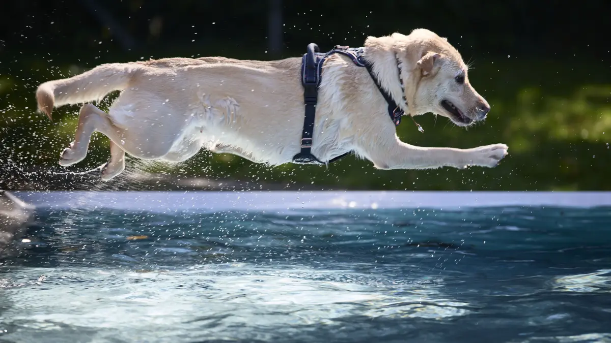 Kernen-Stetten, DEU, 21.09.2024
Hundebadetag in Stetten.
No model release. Kein Einverständnis für Werbung, keine Weitergabe an Dritte.