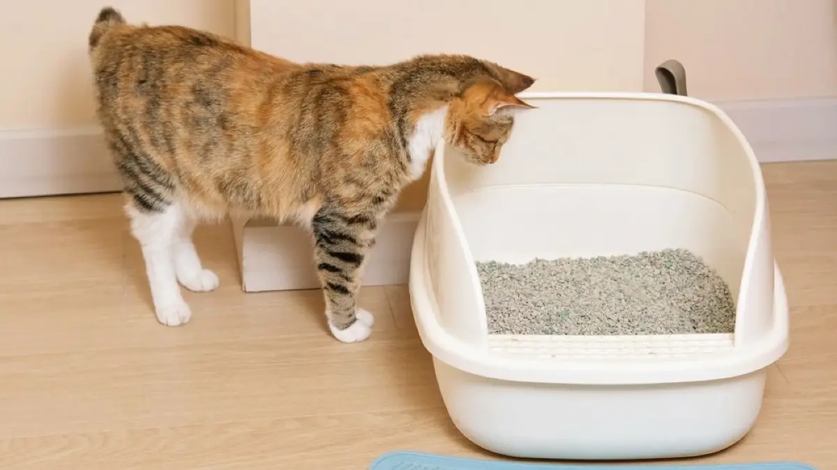 Was tun, wenn die Katze plötzlich unsauber wird?
