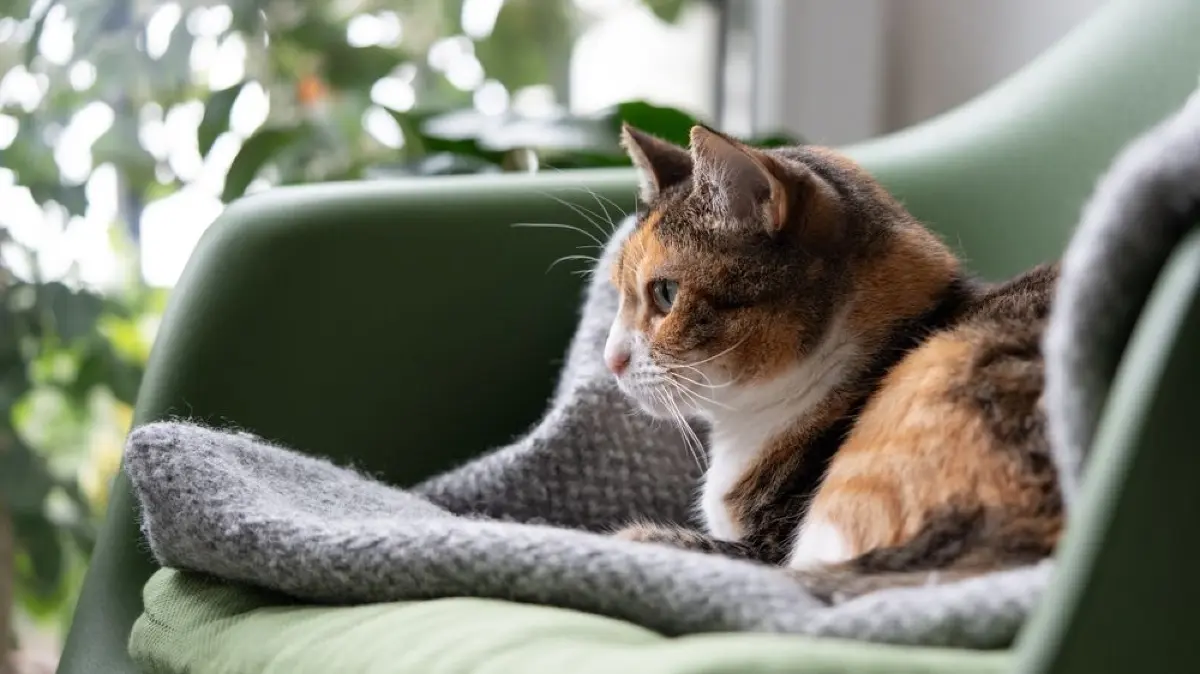 Katzenbesitzer sollten sich auch über potentielle Gefahren im eigenen Zuhause informieren.