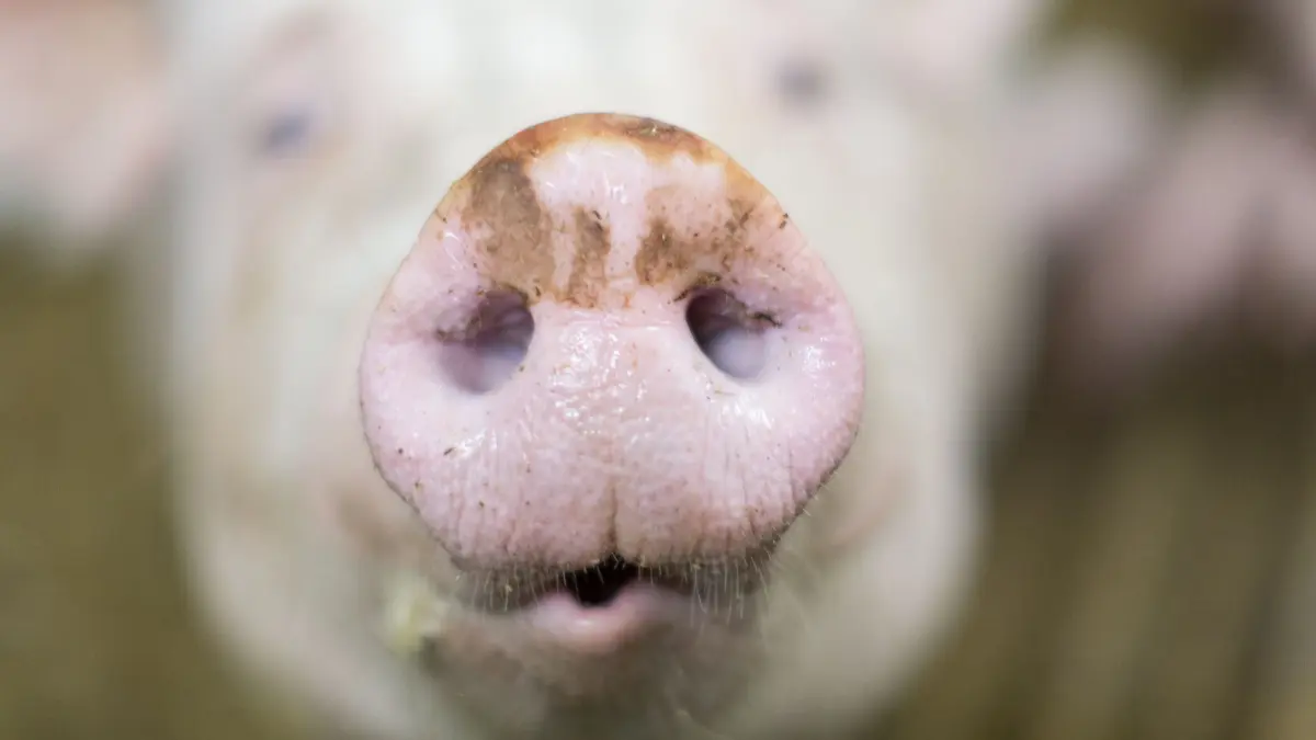 Schwein: ARCHIV - 08.11.2017, Nordrhein-Westfalen, Senden: Die Nase einer Sau aufgenommen auf einem Biohof. (zu dpa: «Hunderte Ferkel tot – Belastender Einsatz für Feuerwehr») Foto: Friso Gentsch/dpa +++ dpa-Bildfunk +++