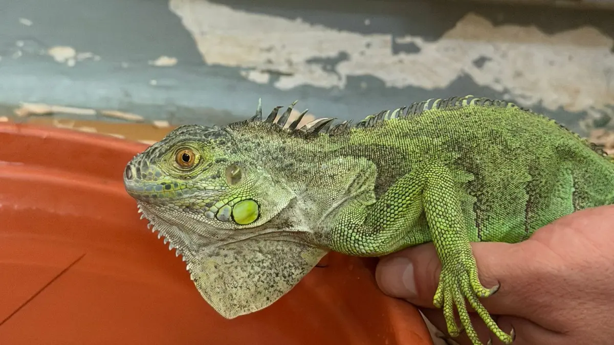 Leguan Tierheim Esslingen, Fundtier