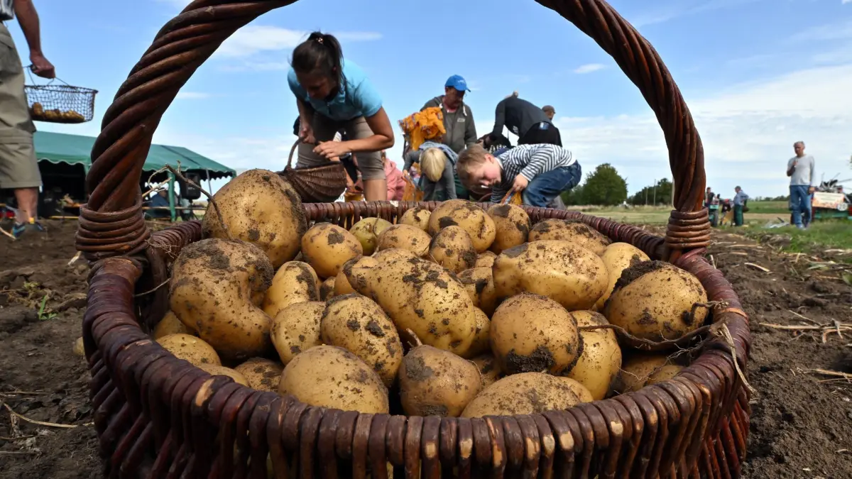 Kartoffelernte in Heichelheim: 07.09.2026, Thüringen, Heichelheim: Ein Korb Kartoffeln steht auf dem Feld bei der Kartoffelernte des Fördervereins Heichelheimer Kartoffel. Unter dem Motto „Kids an die Knolle“ haben Schülerinnen und Schüler sowie Kinder der Kita Heichelheim gemeinsam mit prominenten Thüringern die Kartoffeln angebaut. Jetzt werden die Knollen geerntet. Dabei wurden im Frühjahr in Heichelheim die drei Sorten für die diesjährige Aktion „Thüringer Kartoffel des Jahres 2026“ gelegt. Foto: Martin Schutt/dpa +++ dpa-Bildfunk +++