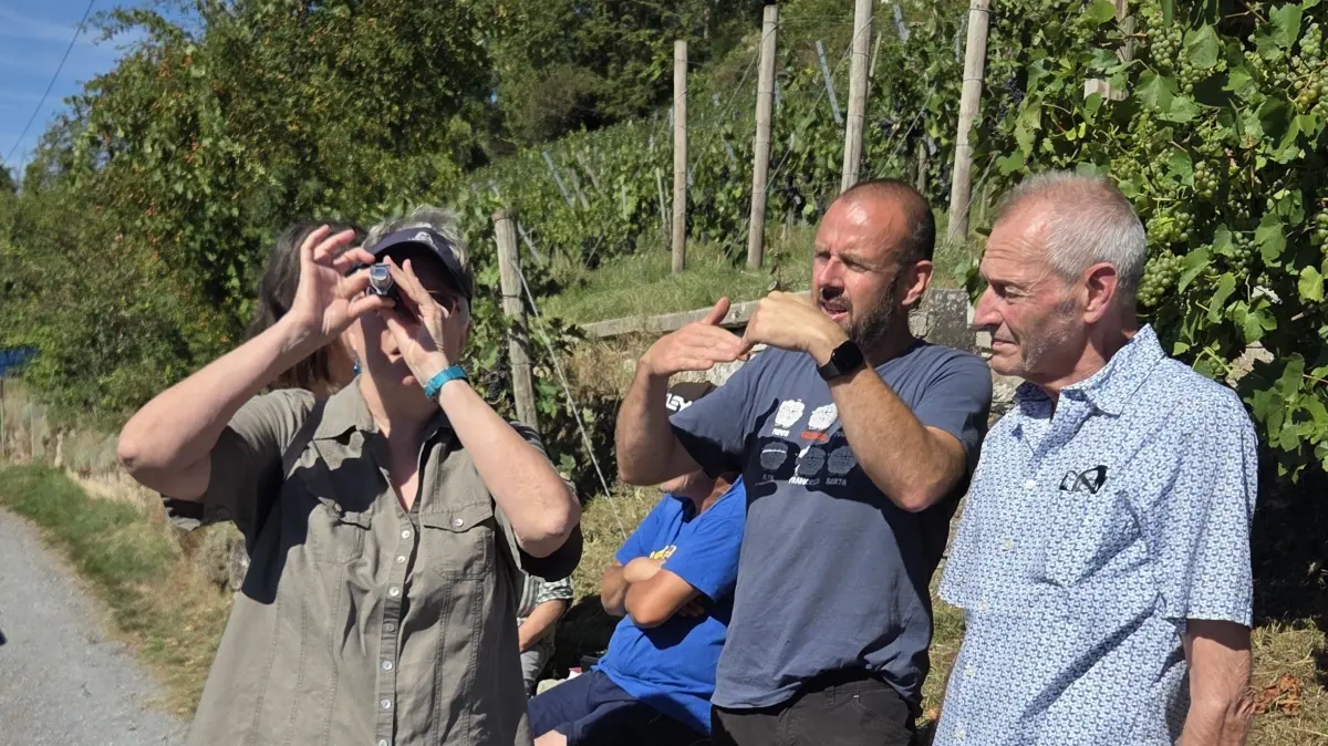 Vorbesichtigung Weinlese in Leonberg