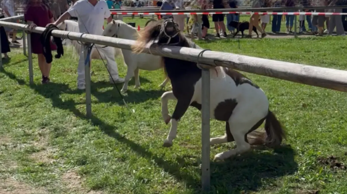 Peta erstattet Anzeige beim Veterinäramt, nachdem auf dem Pferdemarkt in Bietigheim-Bissingen mehrere Ponys und Pferde misshandelt worden sein sollen