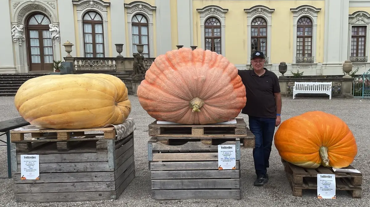 Frühwiegen im Blüba der ersten Riesenkürbisse mit Gewinner Matthias Würsching