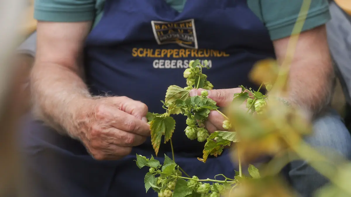 Hopfentag: Leonberg Gebersheim - Warum es Stuttgarter Biere ohne Gebersheim nicht gegeben hätte: Hopfentag im Bauernhaus-Museum