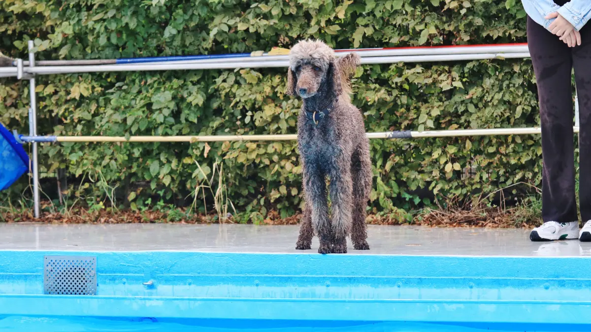 Wenn Bello ins Becken darf – Hundebadetage locken zum großen Planschen im Rems-Murr-Kreis