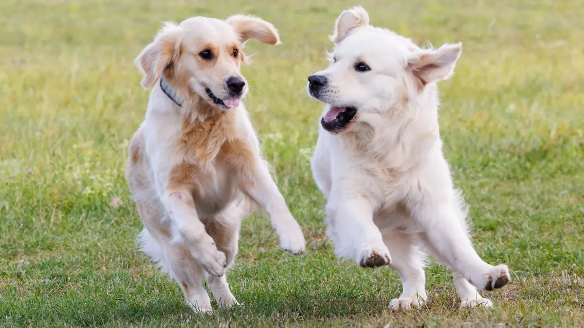 Hundeliebe: Rohrau, Hundeliebe, Goldenretriever, Hund, Hunde, Haustier,