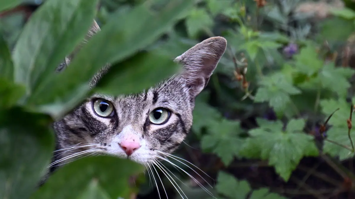 Sind unkastrierte Streunerkatzen in Marbach ein großes Problem?