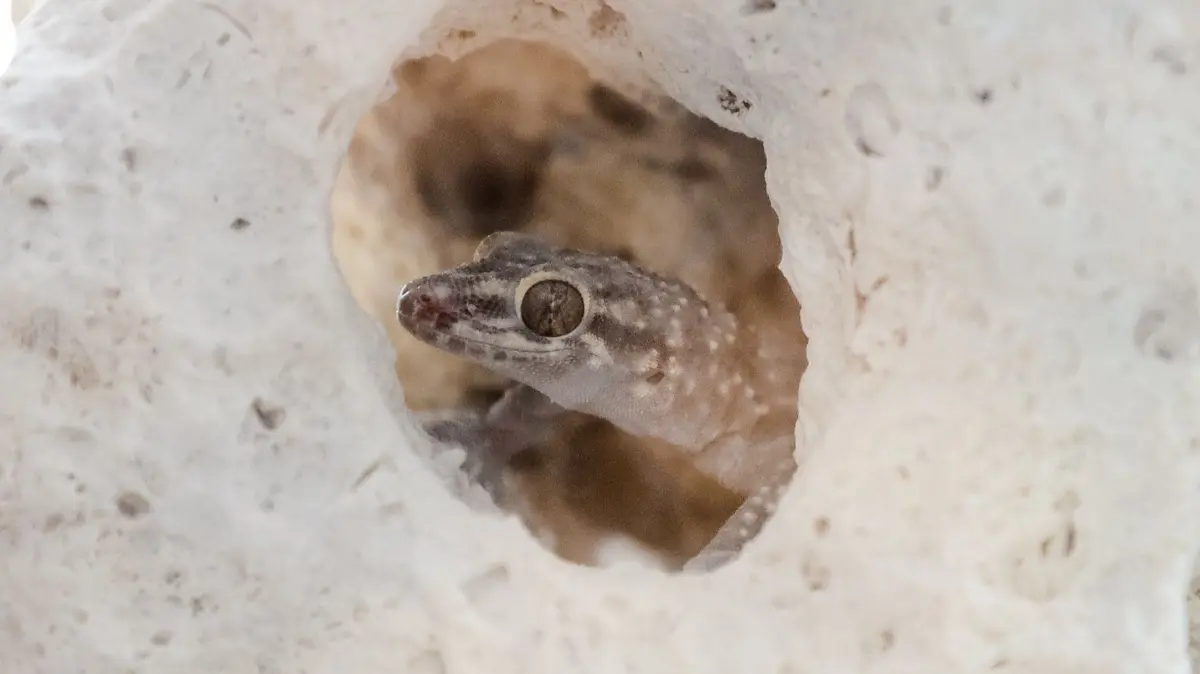 Yvonne Perlich mit der Gecko-Dame, welche 2016 durch ihre Haustrüre spazierte und seit dem bei Ihr lebt.